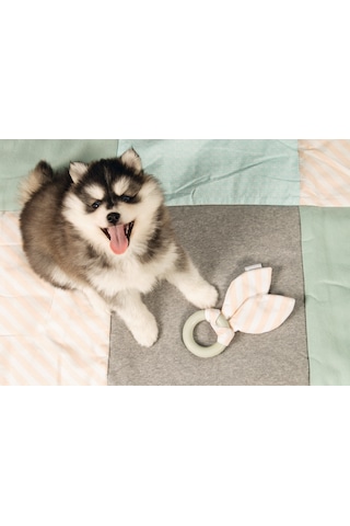 Beeztees Yavru Köpek Diş Oyuncağı, İçi Dolu Halka Ve Kumaş, Kauçuk, Yeşil, 8,5cm