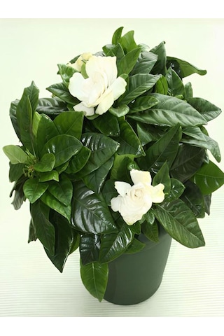 Videolu Kokulu Gardenya Çiçeği 30 40 Cm 1 Adet Saksılı Çiçekli Iç Mekan Bitkisi Gardenia