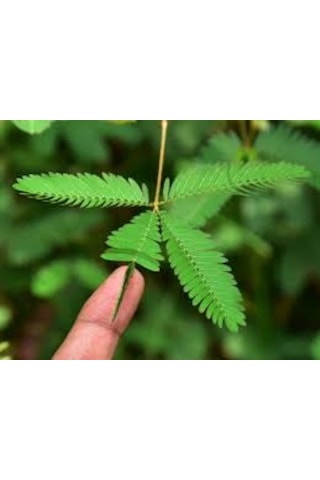 10 Adet Tohum Nadir Küstüm Çiçeği Tohumu Dokununca Kapanan Küsen