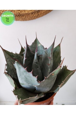 Agave Parryi Turancata 1 Adet