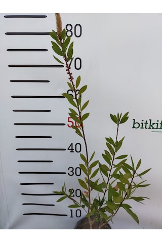 2 Yaş Fırça Çalısı Bitkisi