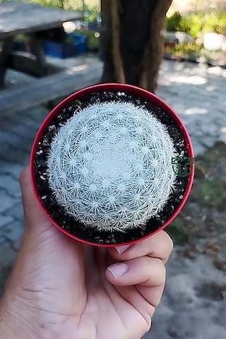 Mammillaria Candida Kaktüs Koleksiyonluk Nadir Tür