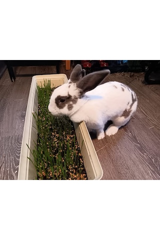 Aydınlı Tohum Doğal Tavşan Kemirgen Çimi Buğday Tohumu 1 KG