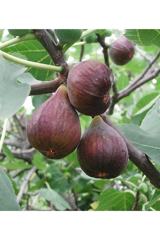 Dürdane Bursa Siyah İncir Fidanı