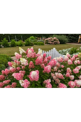 Güneşe Ve Soğuğa Dayanıklı Ortanca Panikulata Çiçeği Fidanı 1-2 Y