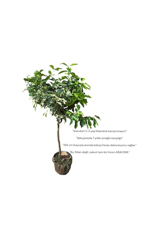 Hemen Meyve Veren Dev Boy Limon Ağacı Fidanı 150 Cm Saksılı, 7 Yaş