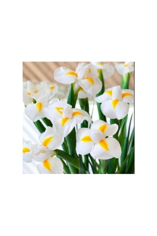 Golden Beauty Iris Süsen Soğanı - 10 Adet