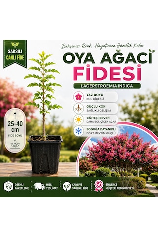 Oya Ağacı Fidesi Lagerstroemia Indica Saksılı Canlı Fide 25-40 Cm Yaz Boyu Çiçekli 1 Adet