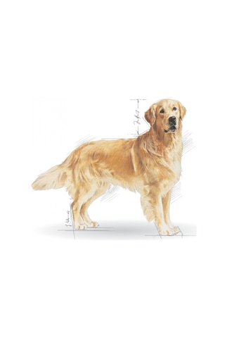 Royal Canin Golden Retriever Yetişkin Köpek Maması 12 KG