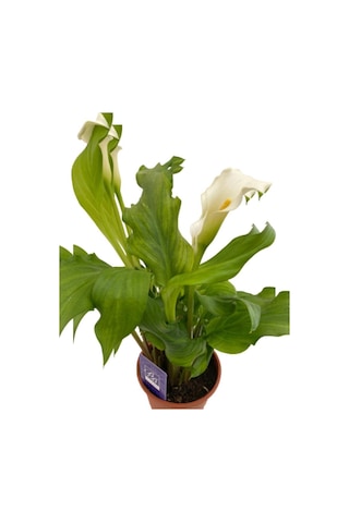 Gelin Çiçeği Gala Çiçeği Beyaz 15-25 Cm