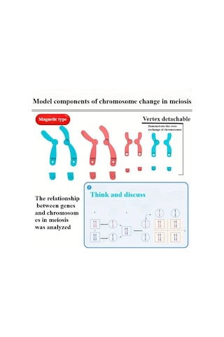Willowhaven Mayoz Kromozom Modeli Manyetik Yavaşlatma Eğitim Seti Kırmızı Mavi