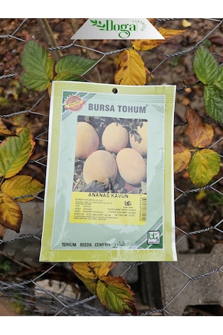 Yerli Ananas Kavun Tohumu