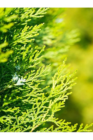 Videolu Özel Limoni Salon Çamı 30-50 Cm Saksılı/tüplü Dış Mekan Ağaçları Norfolk Island Pine