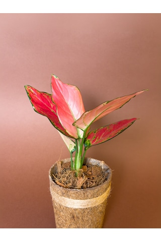 Aglonema Aglaonema Commutatum 27 Cm Kırmızı Yapraklı Form