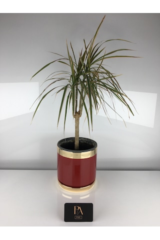 K Dekoratif Saksı Orkide Obje Biblo Süs Eşya Salon Tv Konsol Ofis