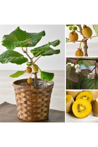 Kivi Bonzai Ağacı Tohumu 5 Adet Bonsai Ağacı Tohumu