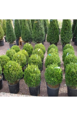 Saksılı Şimşir Fidesi Fidanı 5 Adet 20-30 Cm Buxus Sempervirens