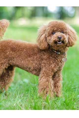 Armor Coat Armor Coat Köpek Bakım Spreyi Çilek Kokulu 75 Ml