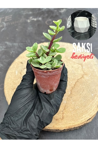 Portulaca Afra Variegata Alacalı Fil Azığı Sukulent Bitkisi - Saksı Hediyeli