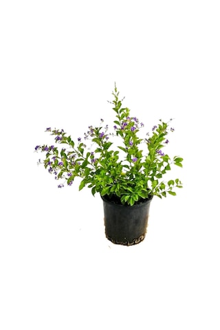 Duranta/mor Ağaç Menekşesi+kokulu Hanımeli Çiçeği Fidanı 2'li Bahçe Peyzaj Seti