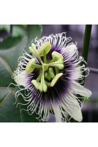 Tüplü Passiflora Edulis Passion Fruit Aşk Meyvesi