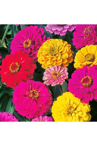 Zinnia Tohumu