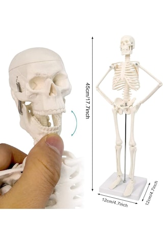 İnsan İskelet Modeli 45 Cm İnsan İskelet Maketi 01