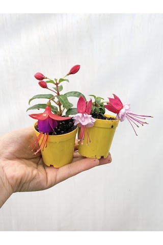 Videolu Mini Saksıda Karışık Renkli 2 Adet Küpeli Çiçeği Fidesi 15-30cm African Violet