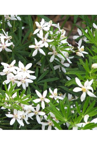 Meksika Portakal Çiçeği Beyaz 1-2 Yaş Arası Saksılı