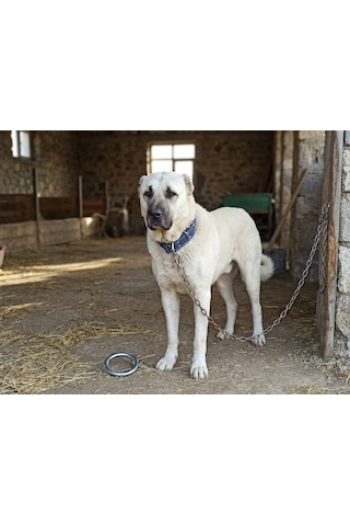 İri Ve Büyük Cinsler İçin Kanğal Köpek Tasması 80x5 Cm Lacivert