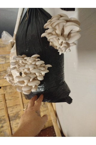 500 Gram İstiridye Mantar Tohumu 1 adet