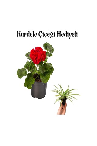 Hediyelik Kırmızı Renk Saradunya Çiçeği Sevgililer Gününe Özel Kurdele Çiçeği Hediyeli