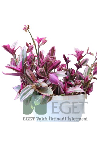 Pembe Telgraf Çiçeği Tradescantia Nanouk 2lt