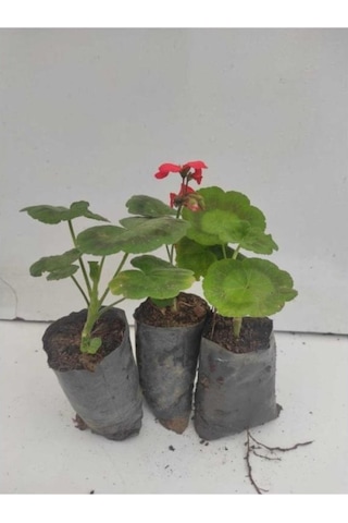 Sardunya Çiçeği Fidesi 10-20 Cm 3 Adet