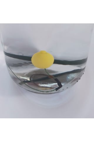 5 Adet Yaylı 14 Mm Yüzen Sarı Boncuk'lu Sazan Rig Takımı