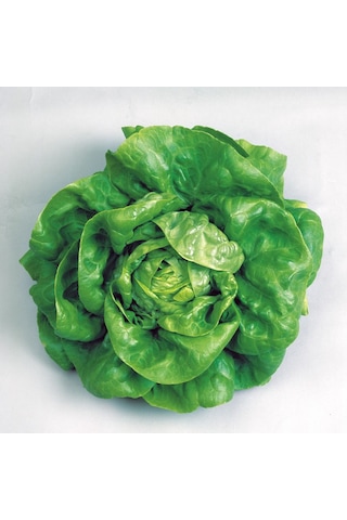 Yerli Tereyağlı Kıvırcık Marul Tohumu 10 GR Ort 7500 Ad Tohum N113432 Yerli Tereyağlı Kıvırcık Marul Tohumu 10 GR Ort 7500 Ad Tohum N113432