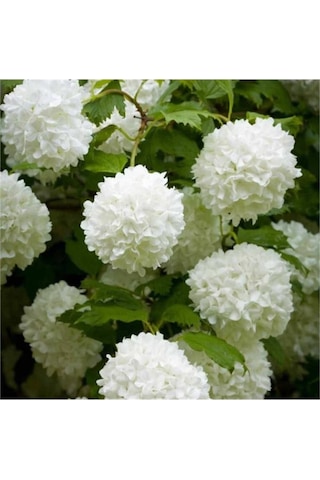 Çınar Kartopu Çiçeği Fidanı 40-60 Cm