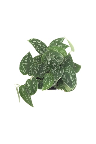 Scindapsus Pictus 'Argyraeus' (Potos Sarmaşığı) Ø12 CM Y20-25 CM