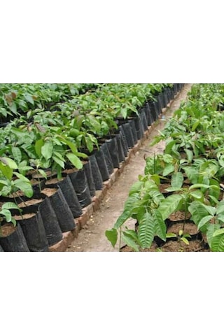 Fidan Poşeti 11x13 cm 800 Adet Körüksüz Fide Poşeti Fide Torbası