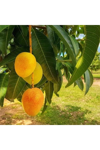 Aşılı Alphonso Mango Fidanı - 2 Yaş - Tüplü 60-70 Cm - Saksıda Yetişmeye Uygun Dünyanın En Tatlı Mangosu