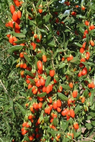 12 Adet Goji Berry Fidanı Damaye Tombul Meyve 9 Luk Saksıda 12 Ay Dikim Yapılabilir