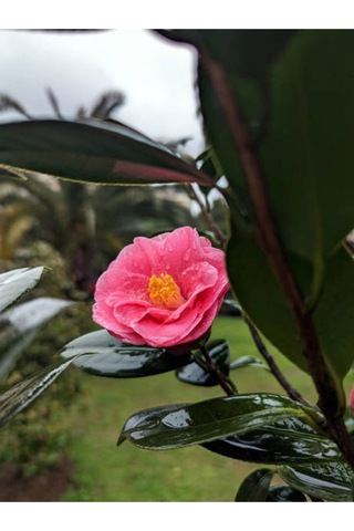 Pembe Japon Gülü Çiçeği Fidanı 40-45 Cm Saksılı Dış Mekan Bitkileri "camellia Japonica