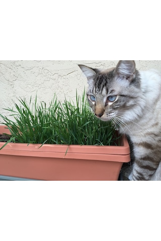 Doğal Kedi Çimi, Buğday Tohumu, 100 Gram