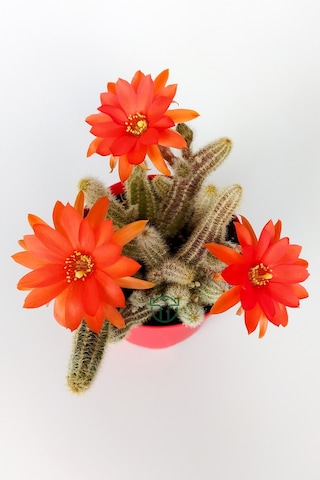 Echinopsis Chamaecereus Yılan Kaktüs Parmak Kaktüs Kırmızı Çiçek