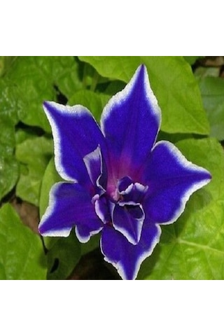 Dev Çiçekli İpomea Blue Picotee Japon Gündüz Sefası Çiçeği 5 Tohu