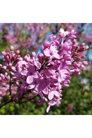 2 Yaş Leylak Fidanı Syringa Chinensis