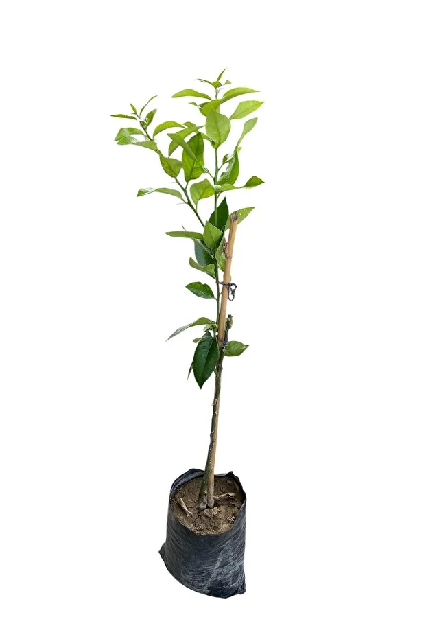 Yediveren Limon Fidanı 1 Yaş 100 Cm Tüplü Canlı Ve Sağlıklı