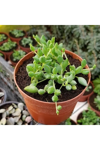Söbe-boncuk Çiçeği Sukulent.senekio klenia Rowleyanus 8 Cm