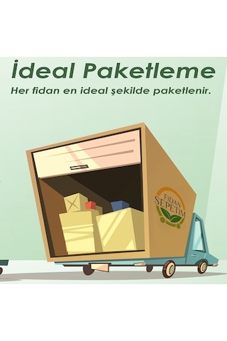 3'lü İç Mekan Bitkileri Paketi