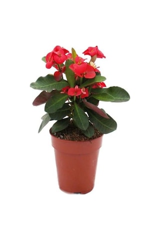 Videolu Kırmızı Milli Dikenler Tacı 1 Adet Saksılı 15-30 Cm Kaktüs Iç Mekan Bitkisi Euphorbia